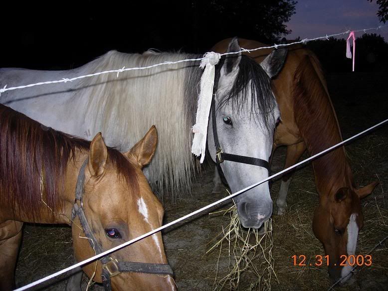 Horses009.jpg