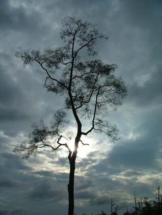 dtreematang.jpg