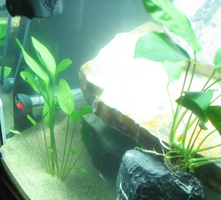 FishTank030.jpg