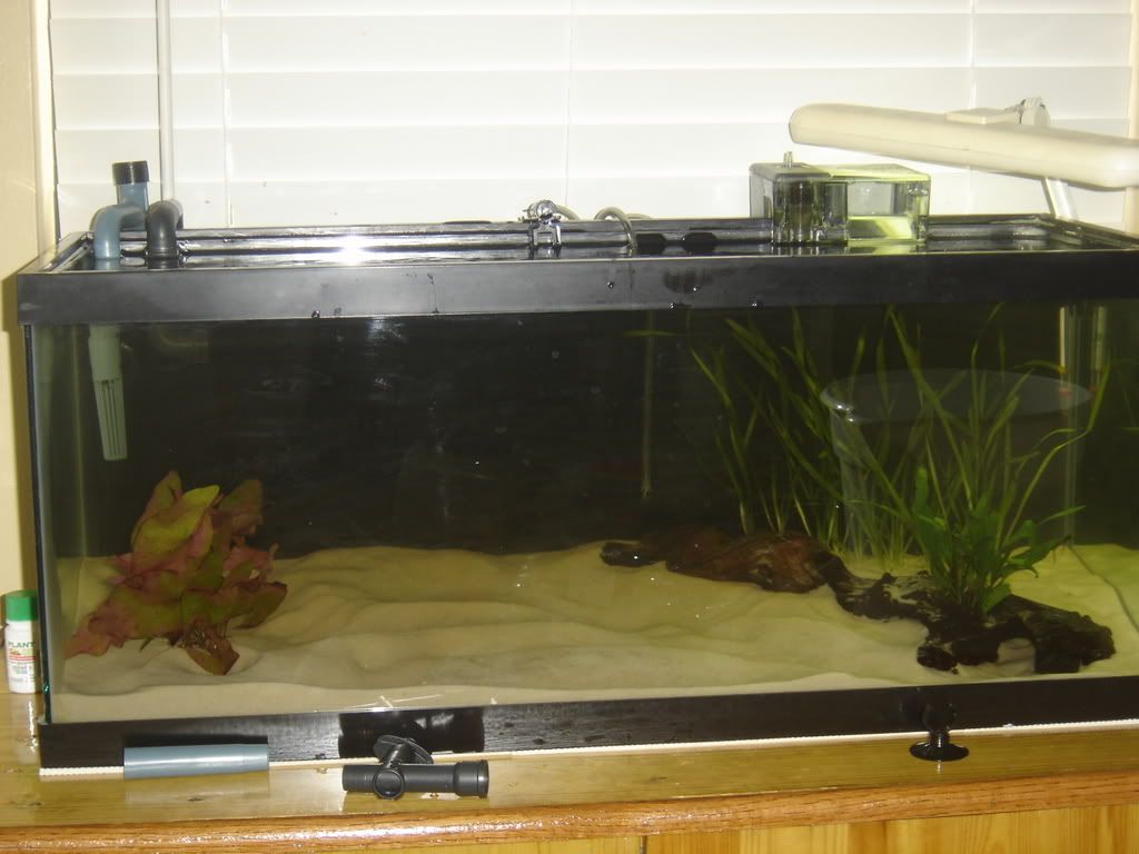 progessof20gallon026.jpg