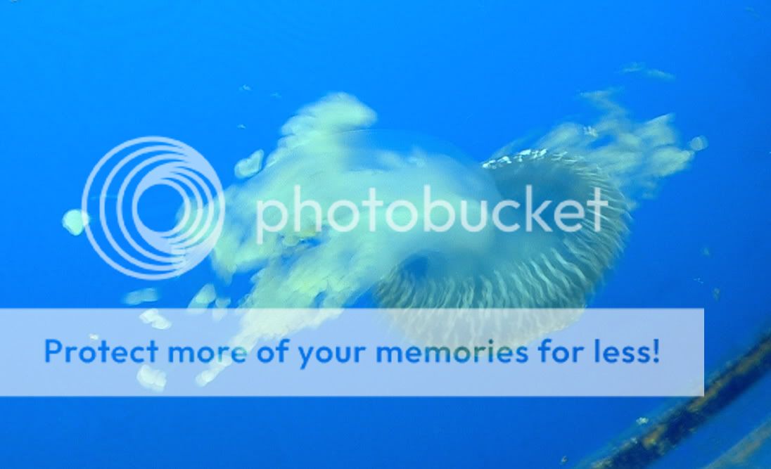 jellyfish.jpg