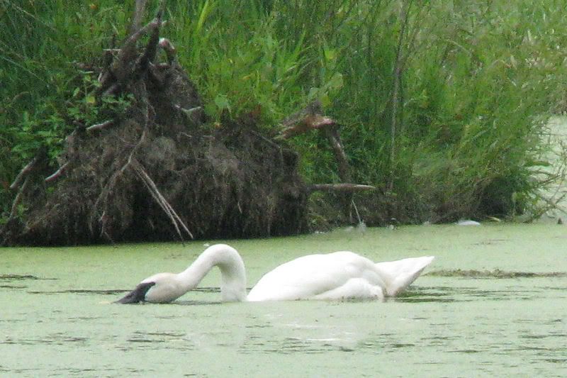 swan2.jpg
