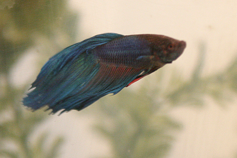 betta2.jpg