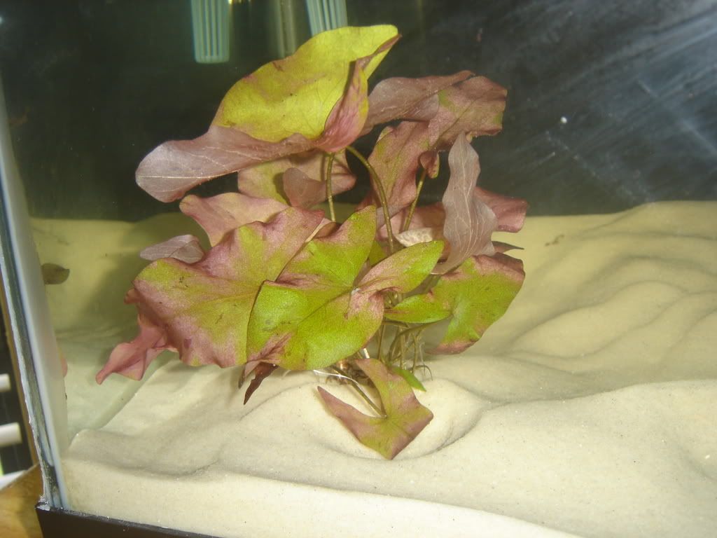 progessof20gallon028.jpg