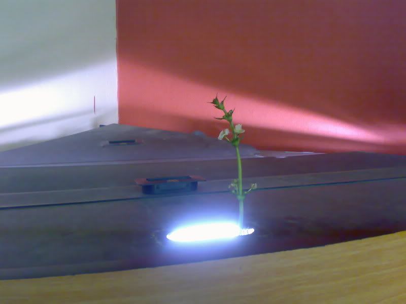 02062007314.jpg
