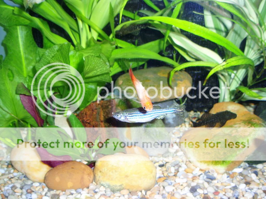 jackfish005.jpg