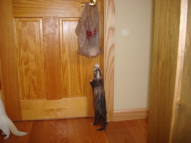 ferrets025-1.jpg