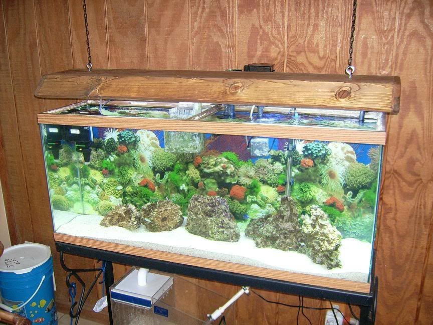 Saltwater1.jpg
