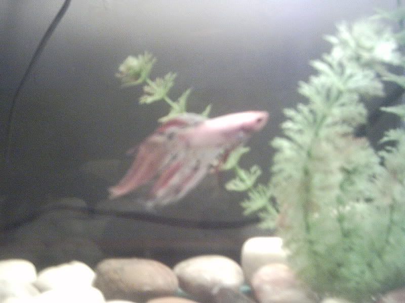 Digicamerapics026.jpg