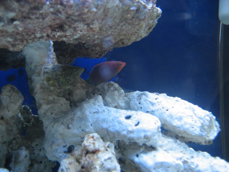 Tankupdate1-16-07003.jpg