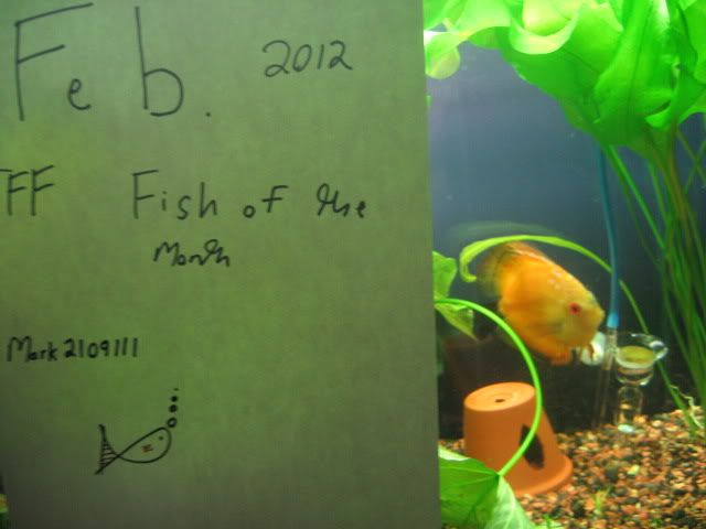tfffishofthemonth010.jpg