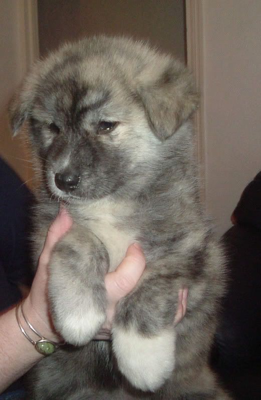 Azumi9weeksold.jpg