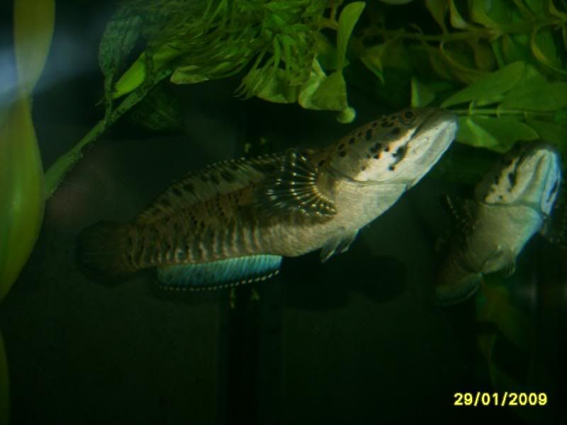 snake052.jpg