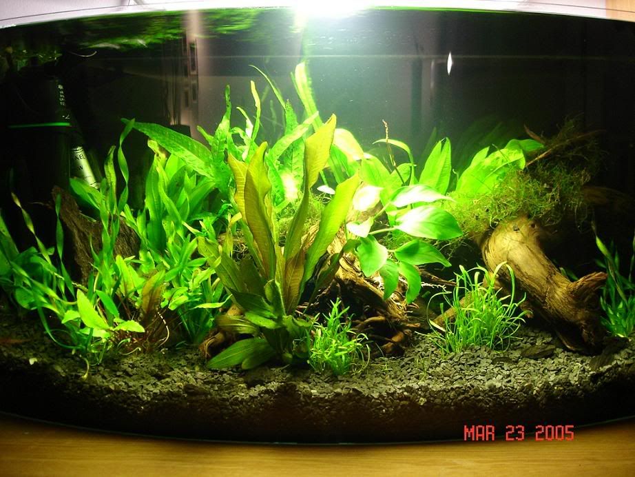 MyPlantedTank.jpg