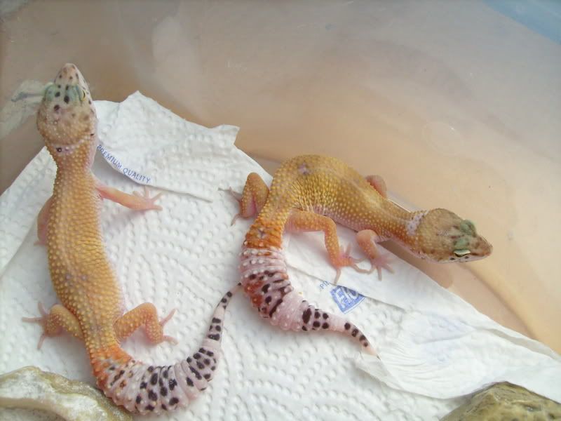 Picsofpetsoctober08075.jpg