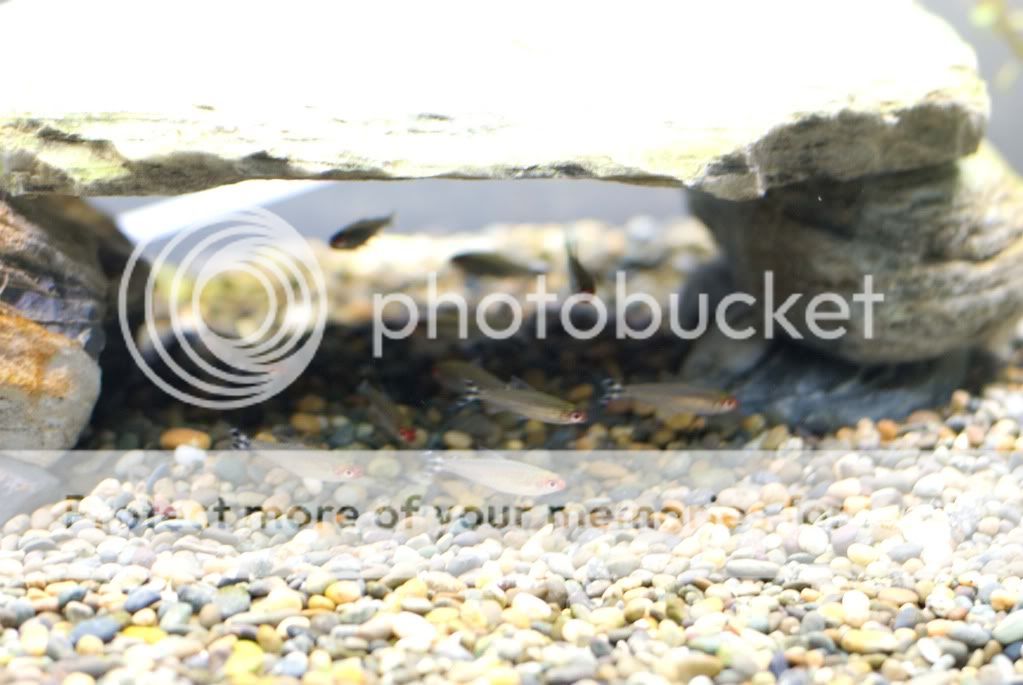 fish22.jpg