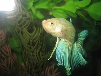bettas011.jpg