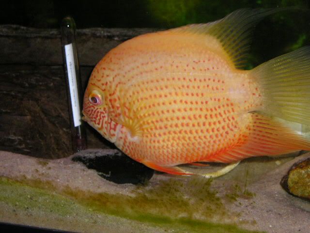 newtank004.jpg