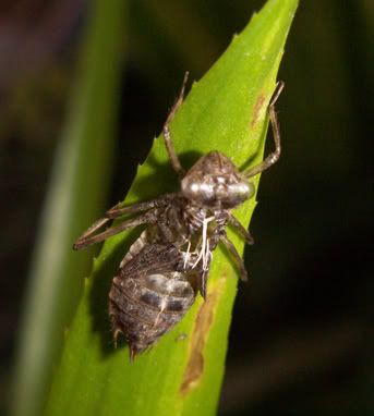 dragonfly_nymph.jpg