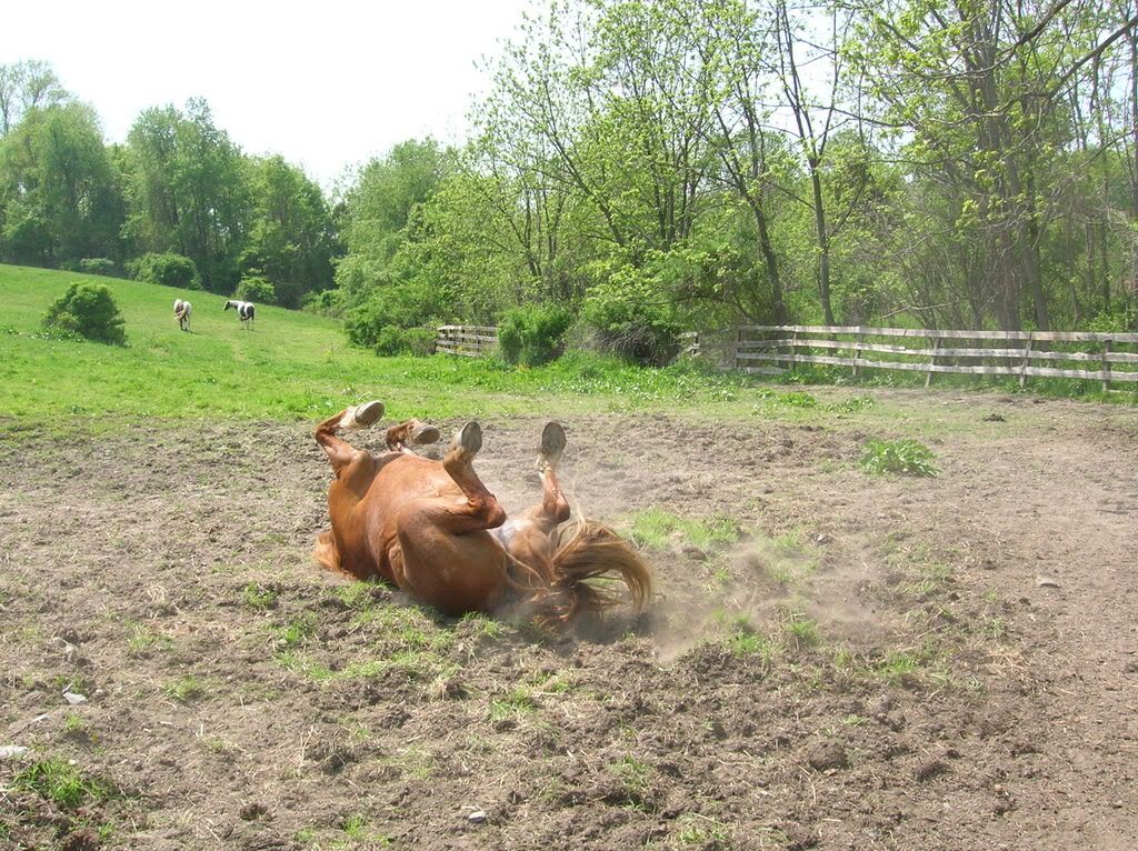 horses12030.jpg