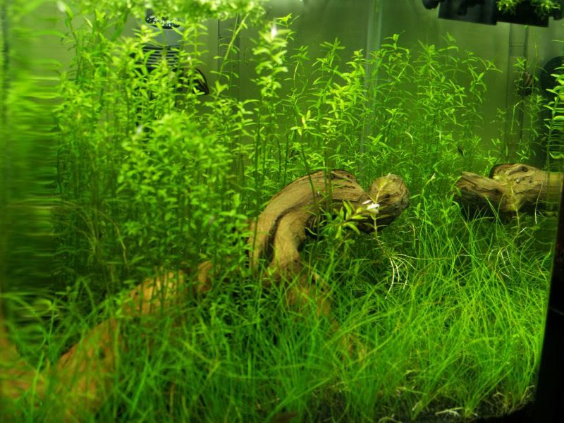 Fishcube52.jpg