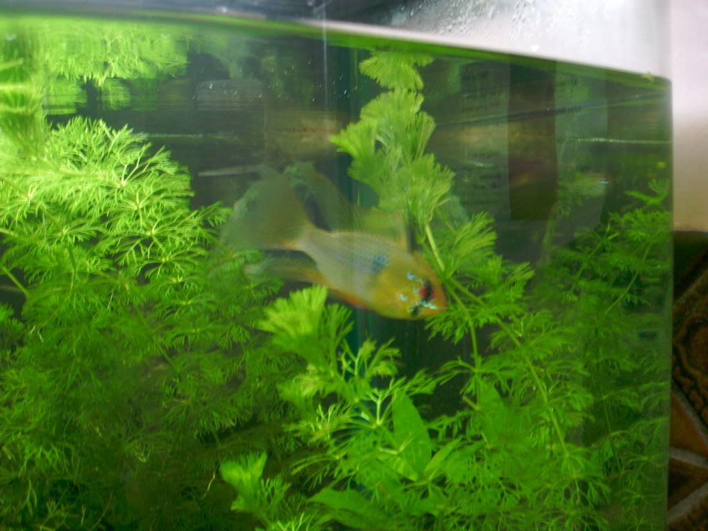 BLUERAMMALEORFEMALE2222013.jpg