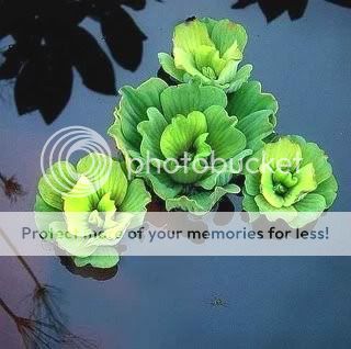 waterlettuce.jpg