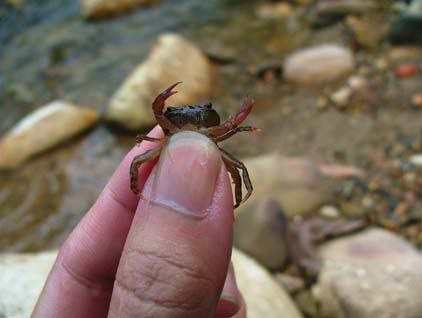 craby-pt.jpg