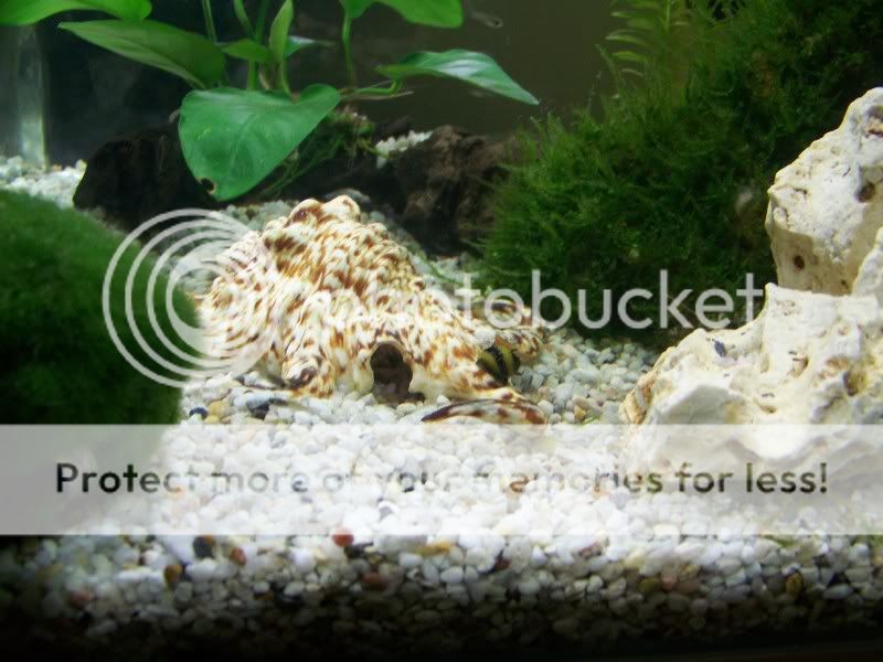 snail.jpg