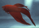 Red20Betta.gif