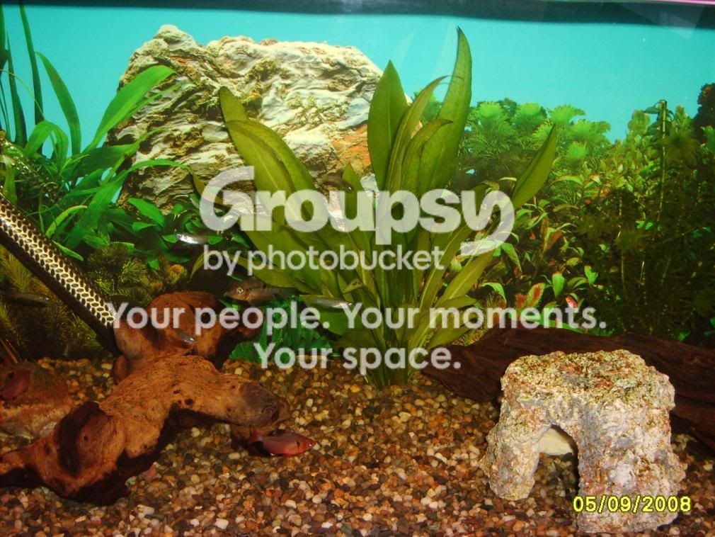 willow114.jpg