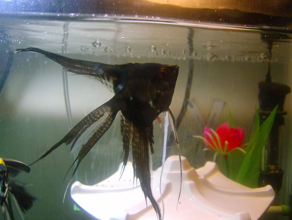 FISH2004.jpg