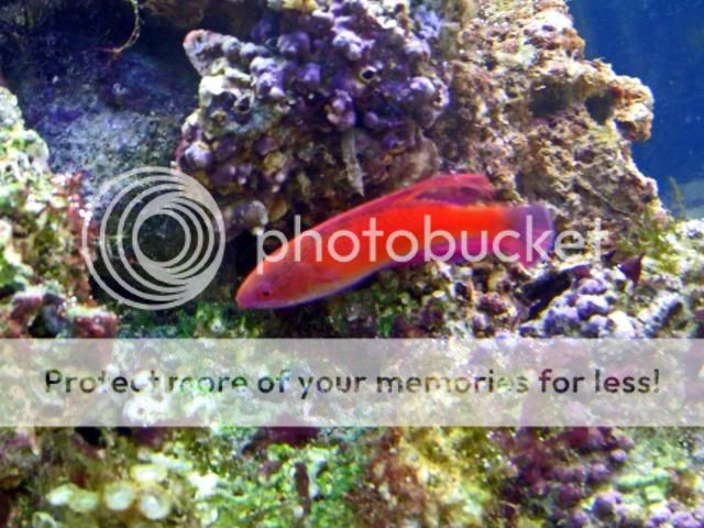 2009_0526Reef0031a.jpg