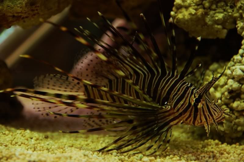 lionfish1.jpg