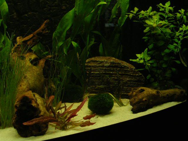 DSCN0271.jpg