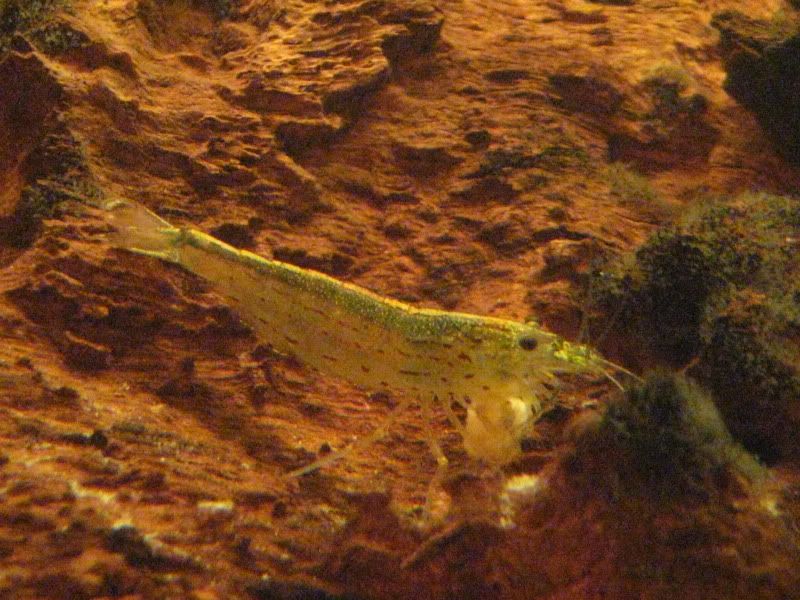 shrimps001.jpg