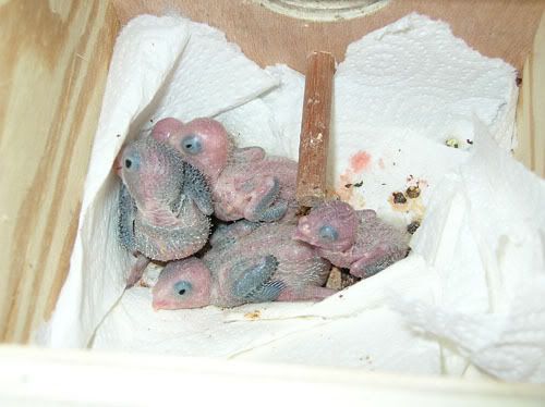 DSCN5570.jpg