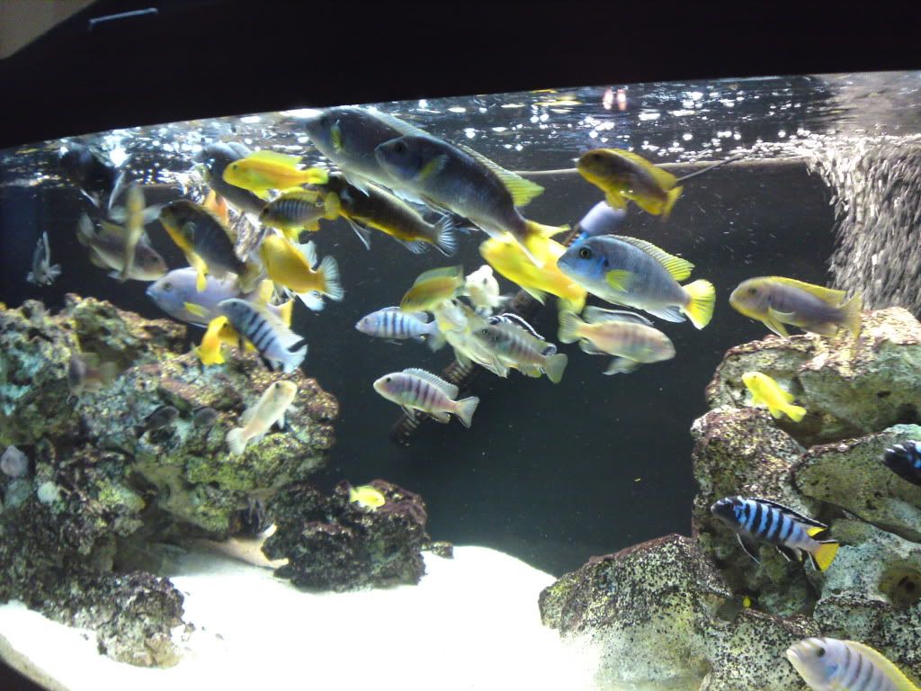 fish047.jpg