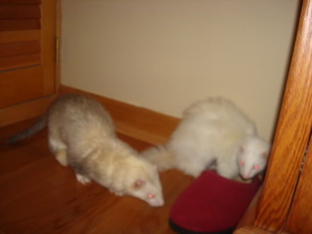 ferrets022.jpg