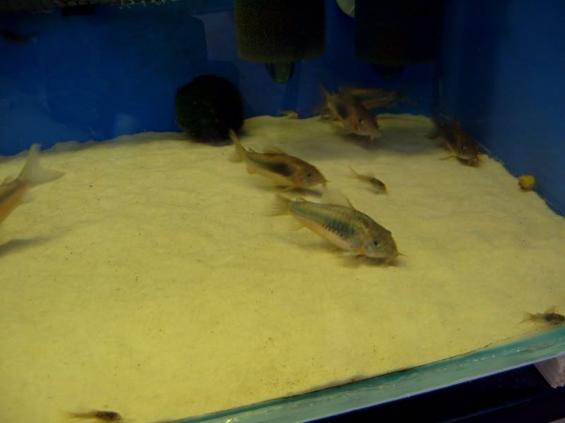 S2300104-1.jpg