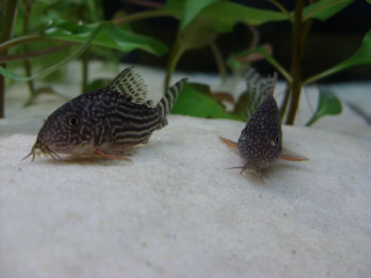 CorydorasSterbai1.jpg