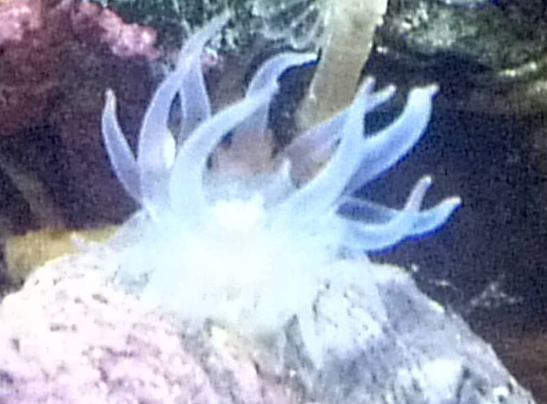 anemone.jpg