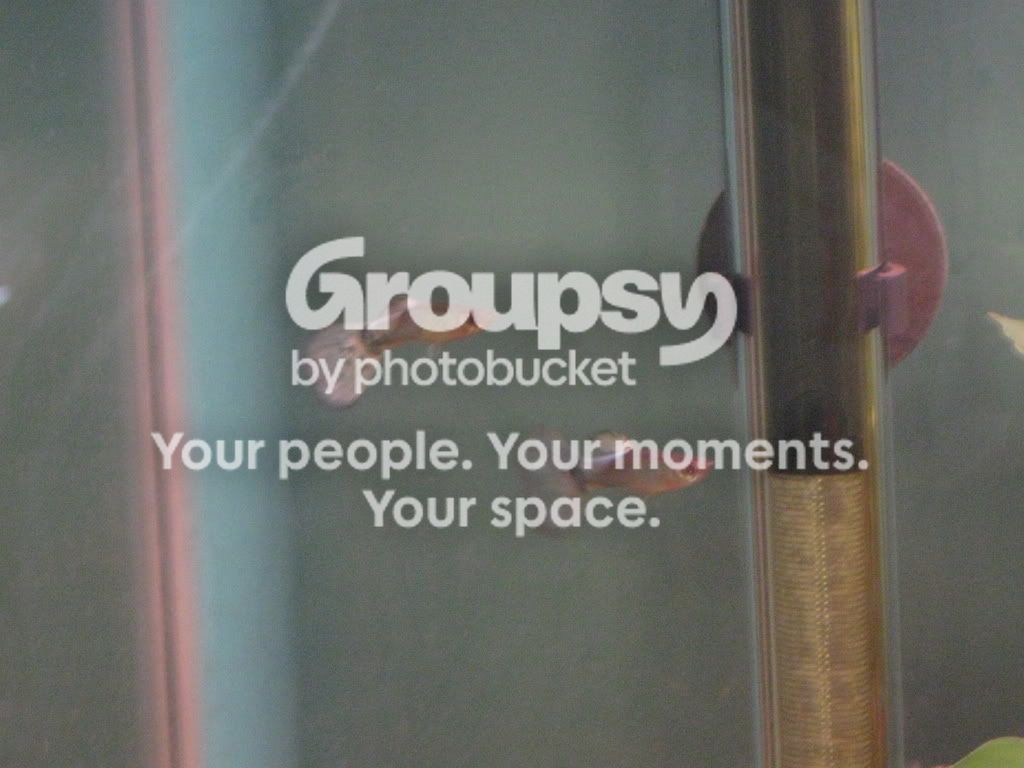 2Gups.jpg