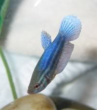 speck5.jpg
