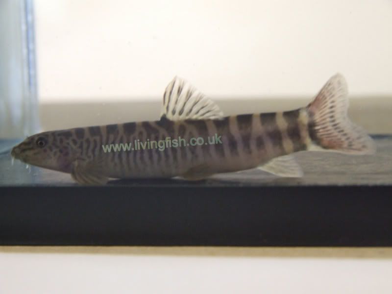 Loach.jpg