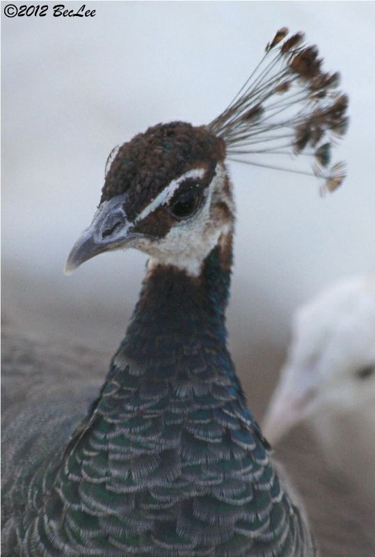 Peahen19thAug2012a-1.jpg