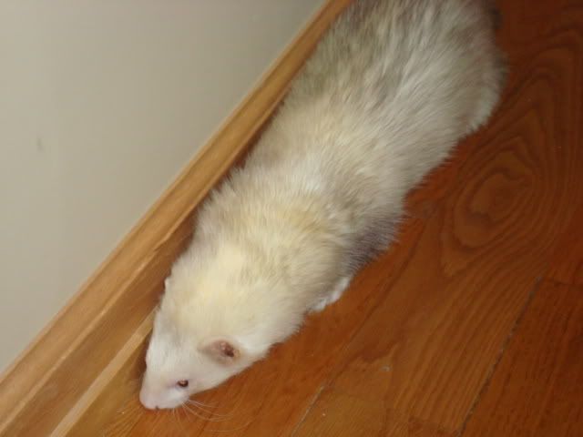 ferrets030-1.jpg