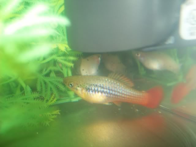 female_platy2.jpg