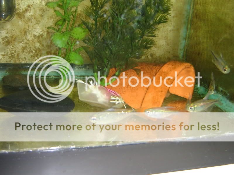 PictureorVideo425.jpg