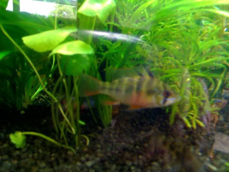 gbr3.jpg